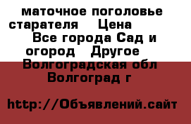 маточное поголовье старателя  › Цена ­ 3 700 - Все города Сад и огород » Другое   . Волгоградская обл.,Волгоград г.